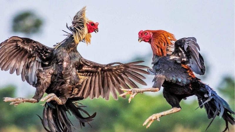 da ga sv88 3 Lựa chọn nhà cái để chơi đá gà cho sáng suốt